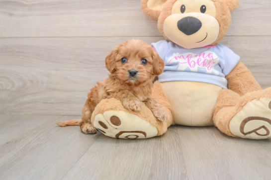 Friendly Cavapoo Baby