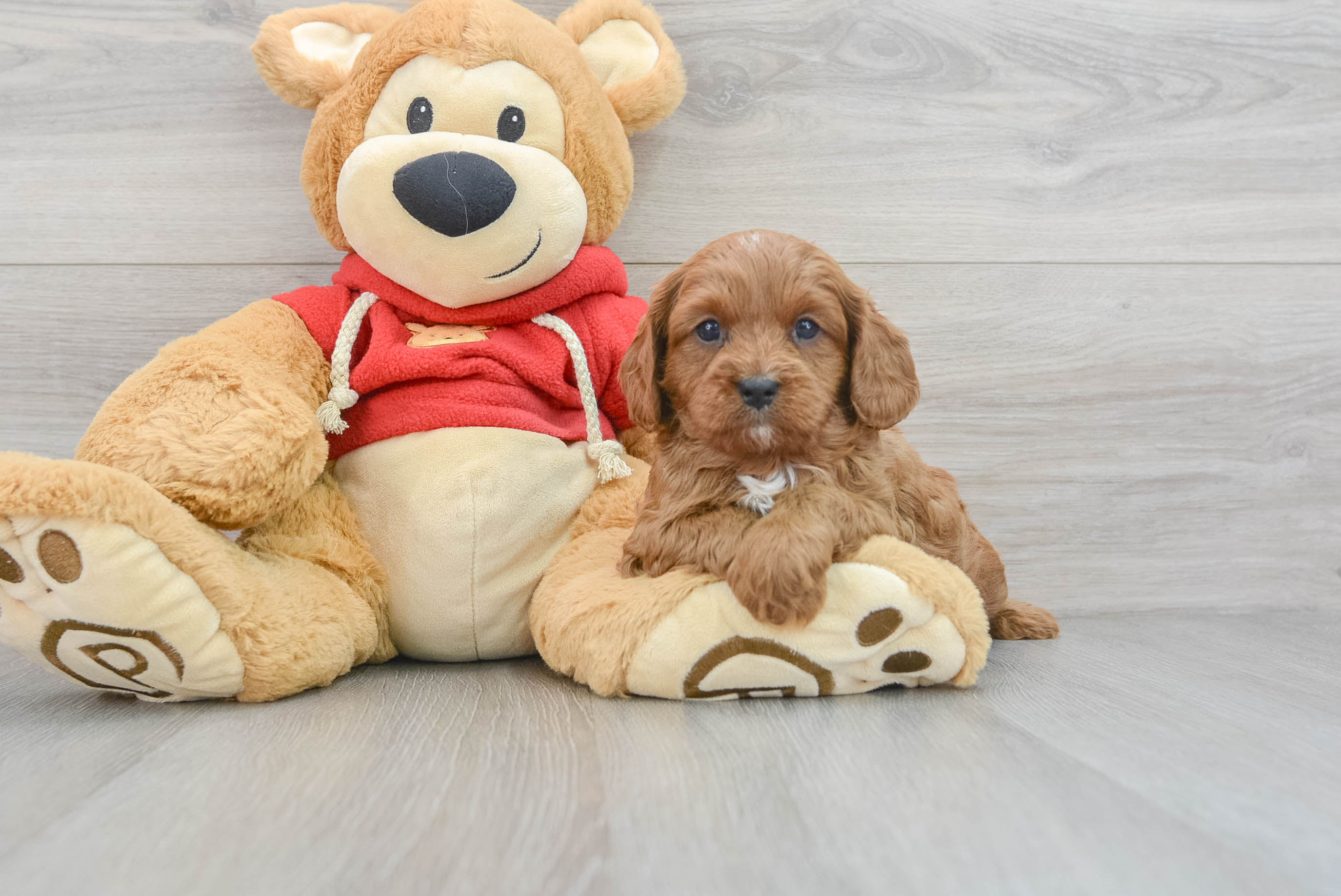 Bear cavapoo puppies outlet for sale