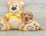 7 week old Cavapoo Puppy For Sale - Seaside Pups