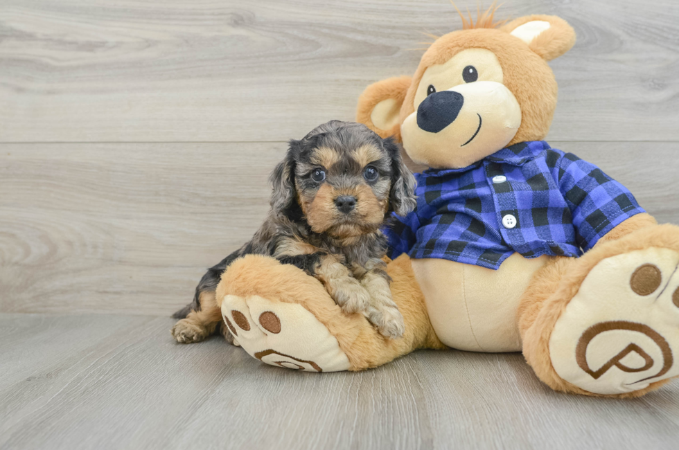 5 week old Cavapoo Puppy For Sale - Seaside Pups