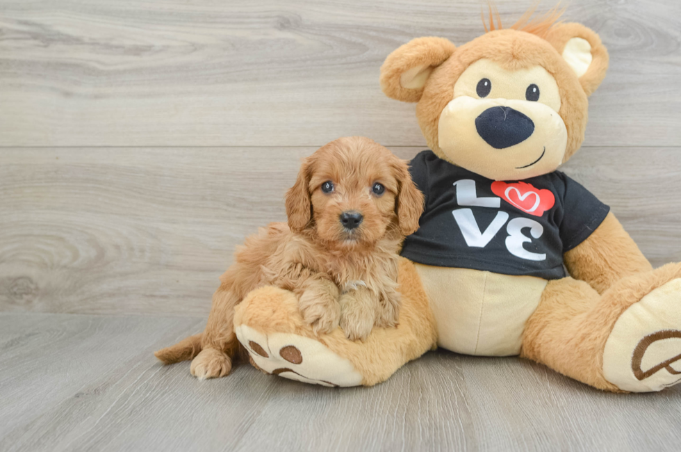 6 week old Cavapoo Puppy For Sale - Seaside Pups