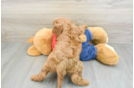 Hypoallergenic Cavadoodle Poodle Mix Puppy