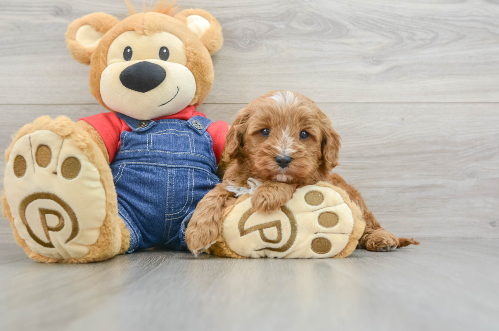 5 week old Cavapoo Puppy For Sale - Seaside Pups