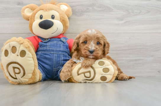 Little Cavipoo Poodle Mix Puppy