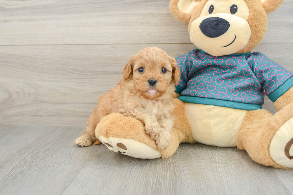 Cavapoo Pup Being Cute