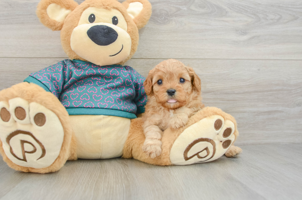 6 week old Cavapoo Puppy For Sale - Seaside Pups