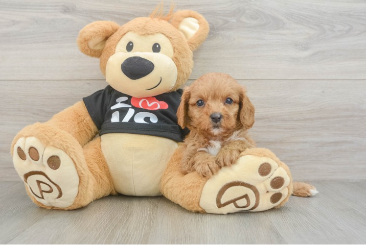 Little Cavipoo Poodle Mix Puppy