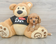9 week old Cavapoo Puppy For Sale - Seaside Pups