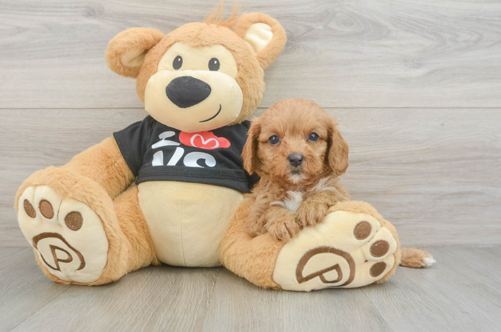 7 week old Cavapoo Puppy For Sale - Seaside Pups