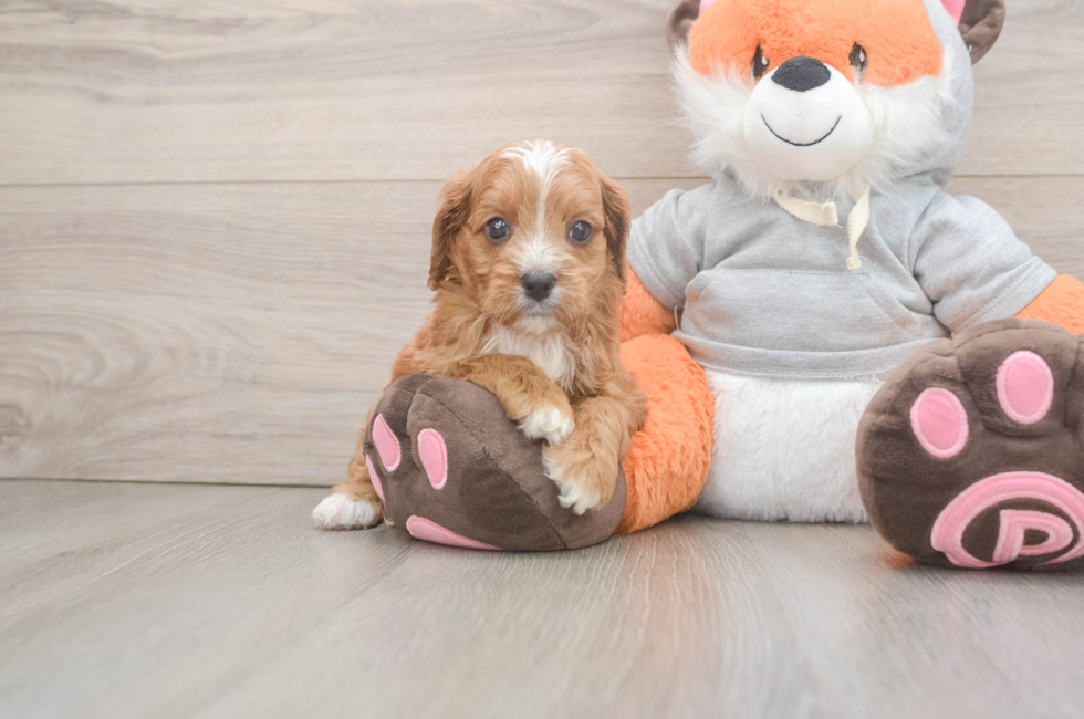5 week old Cavapoo Puppy For Sale - Seaside Pups