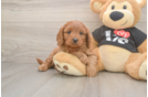 Fluffy Cavapoo Poodle Mix Pup