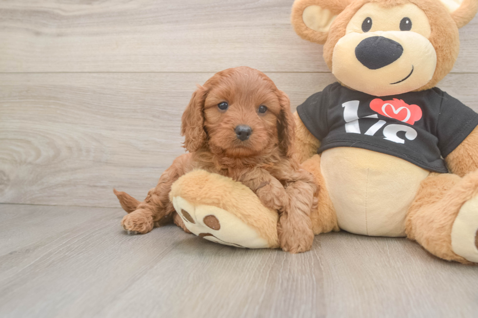 Fluffy Cavapoo Poodle Mix Pup