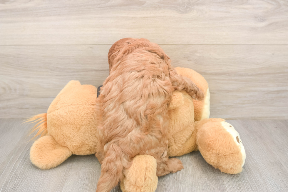 Little Cavipoo Poodle Mix Puppy