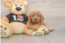 Cavapoo Pup Being Cute