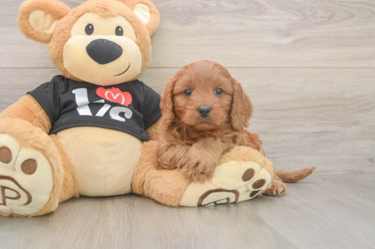 Cavapoo Pup Being Cute