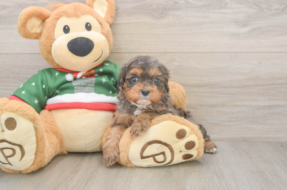 5 week old Cavapoo Puppy For Sale - Seaside Pups