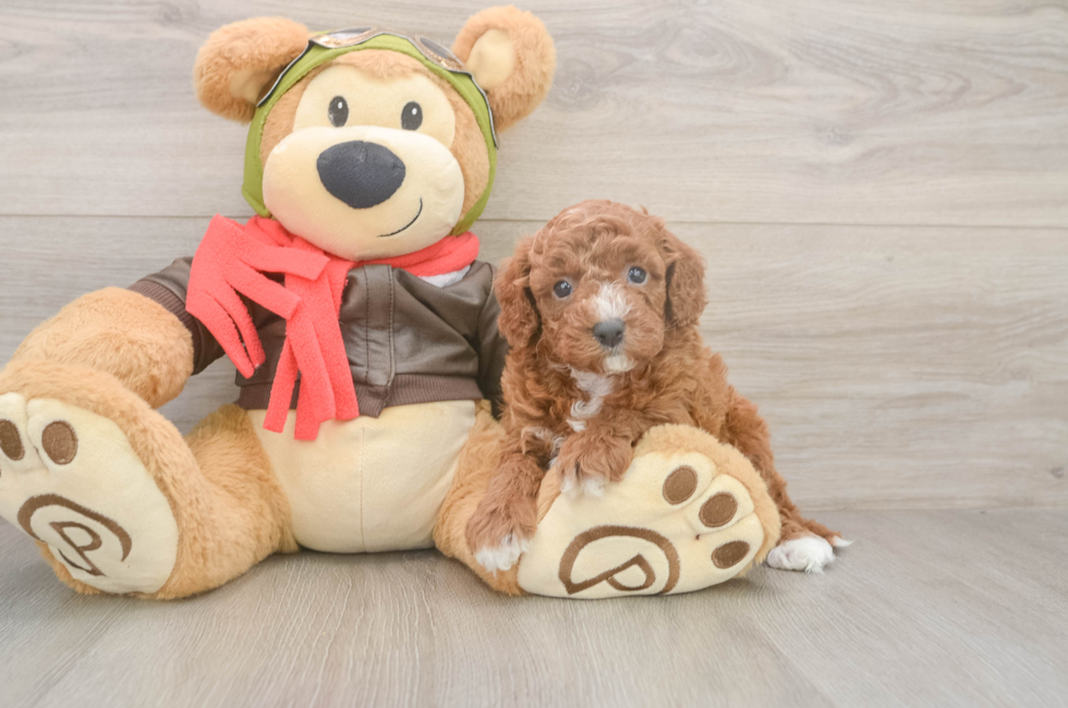 5 week old Cavapoo Puppy For Sale - Seaside Pups