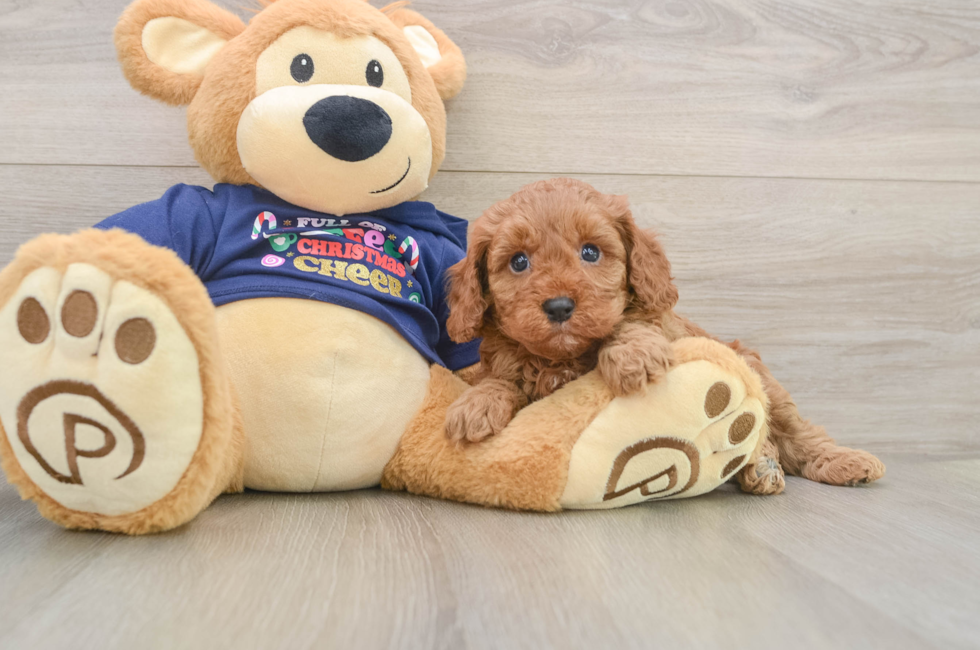 5 week old Cavapoo Puppy For Sale - Seaside Pups