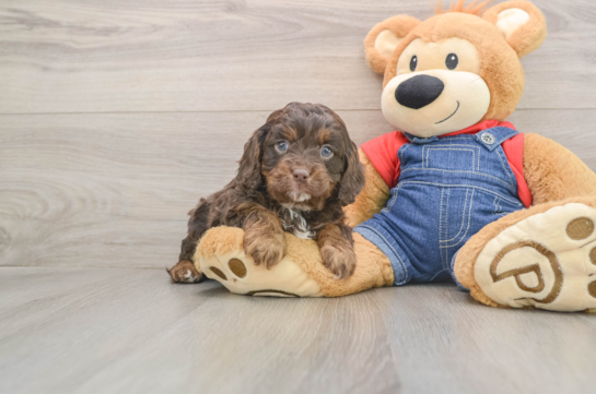 Small Cavapoo Baby