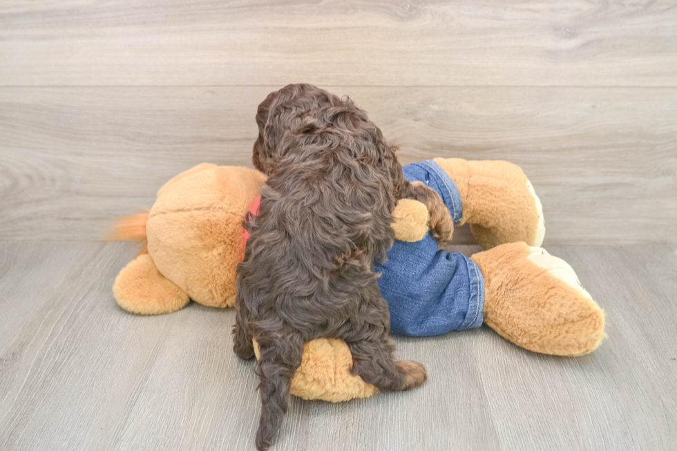 Adorable Cavalier King Charles Spaniel and Poodle Mix Poodle Mix Puppy