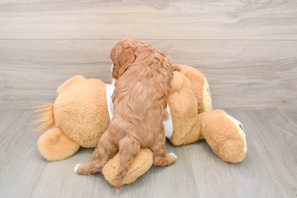 Funny Cavapoo Poodle Mix Pup