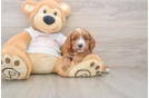 Cavapoo Puppy for Adoption