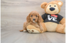 Cavapoo Puppy for Adoption