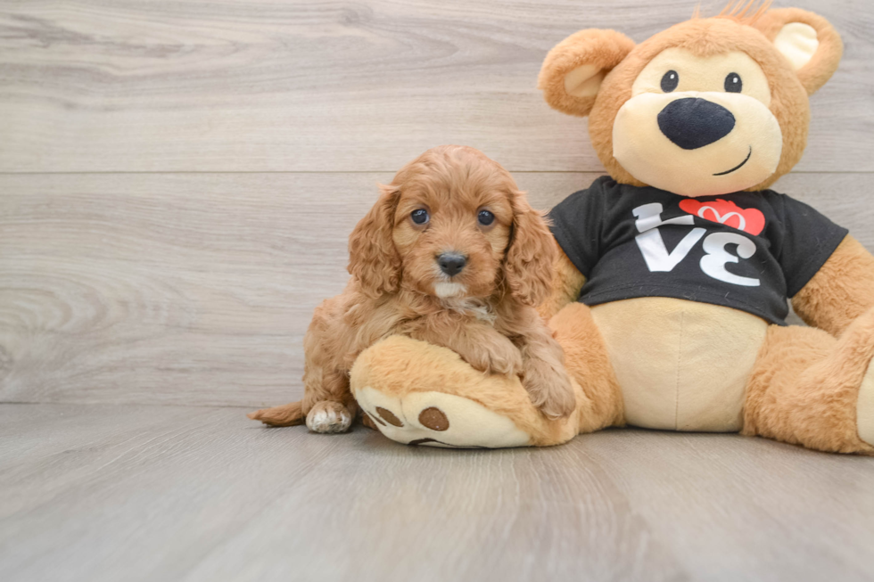 Cavapoo Puppy for Adoption