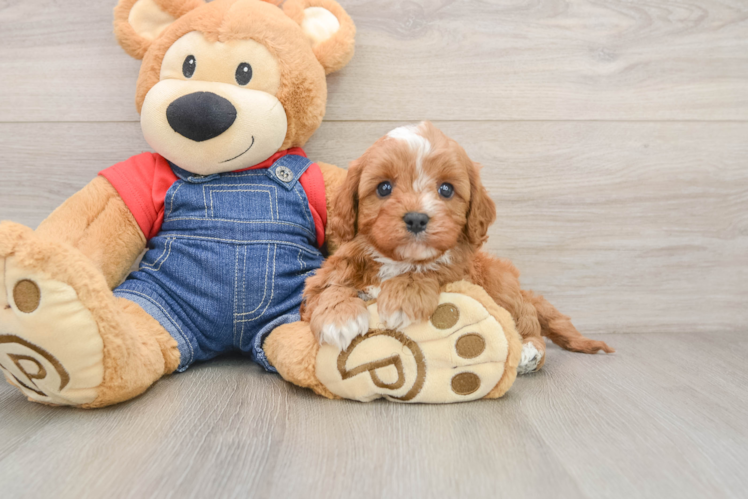 Cute Cavapoo Baby