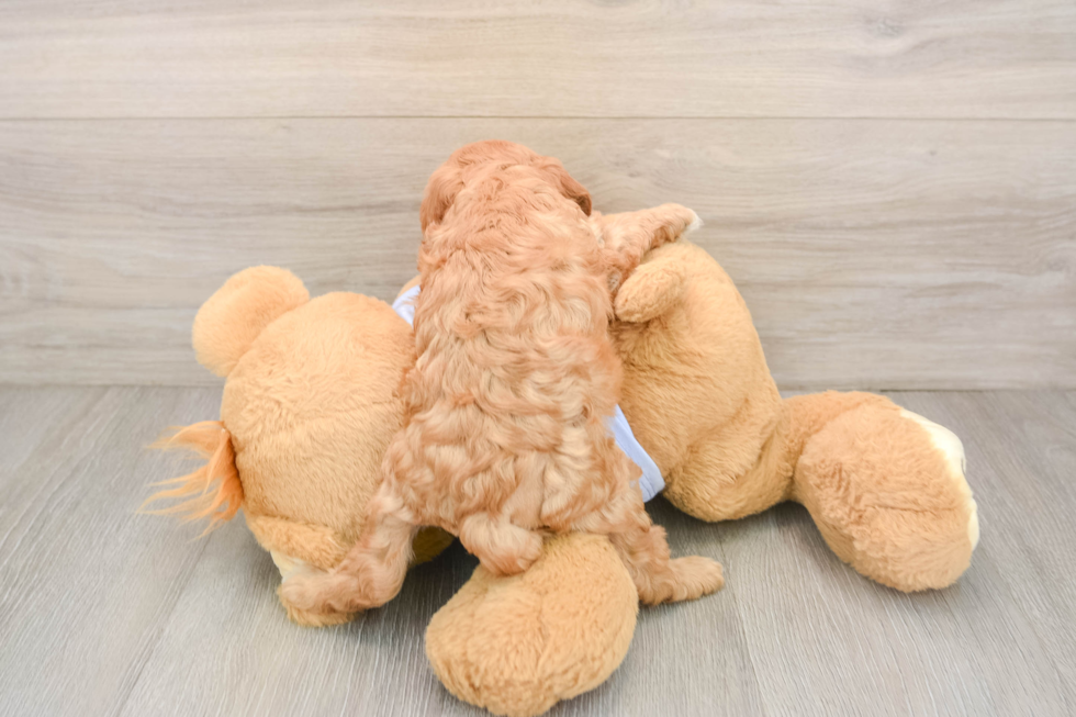 Adorable Cavalier King Charles Spaniel and Poodle Mix Poodle Mix Puppy