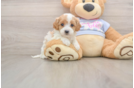 Cavapoo Puppy for Adoption