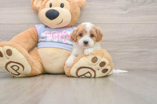 Playful Cavapoodle Poodle Mix Puppy