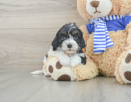 8 week old Cavapoo Puppy For Sale - Seaside Pups