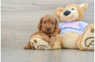 Cavapoo Puppy for Adoption