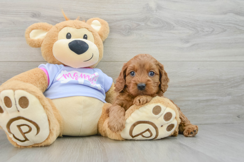 6 week old Cavapoo Puppy For Sale - Seaside Pups