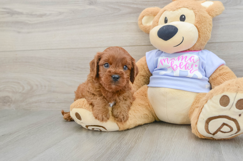 Meet Bodhi - our Cavapoo Puppy Photo 1/3 - Seaside Pups