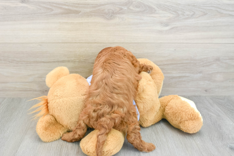 Meet Bodhi - our Cavapoo Puppy Photo 2/3 - Seaside Pups