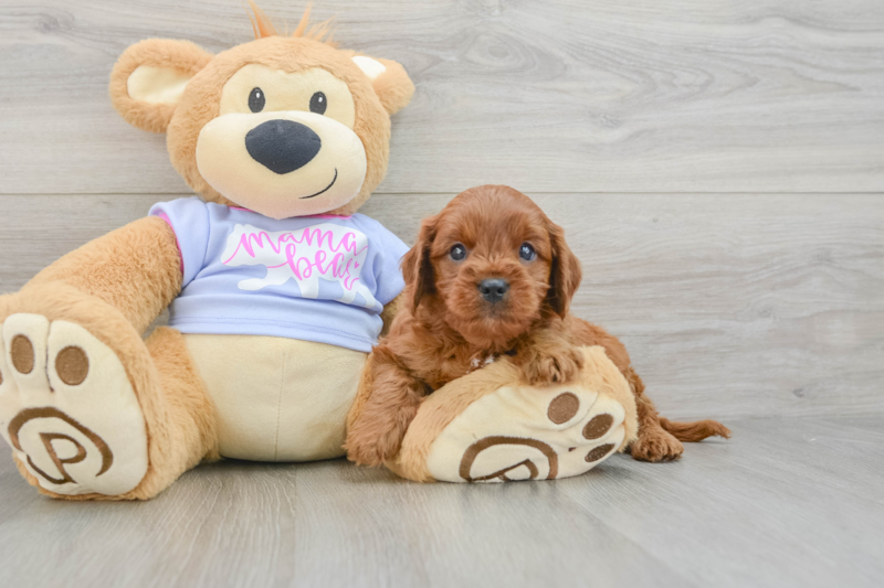 Meet Bodhi - our Cavapoo Puppy Photo 3/3 - Seaside Pups