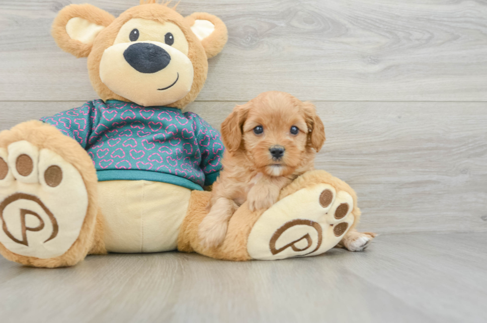 6 week old Cavapoo Puppy For Sale - Seaside Pups