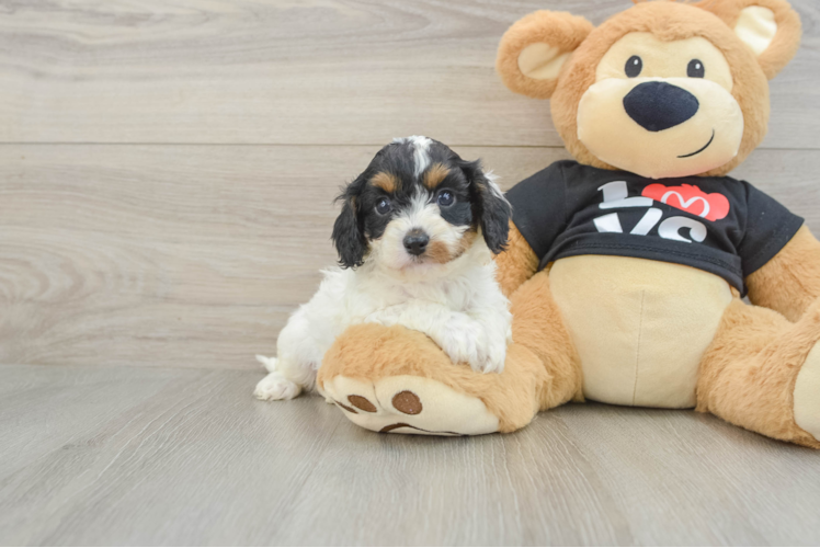 Cavapoo Pup Being Cute