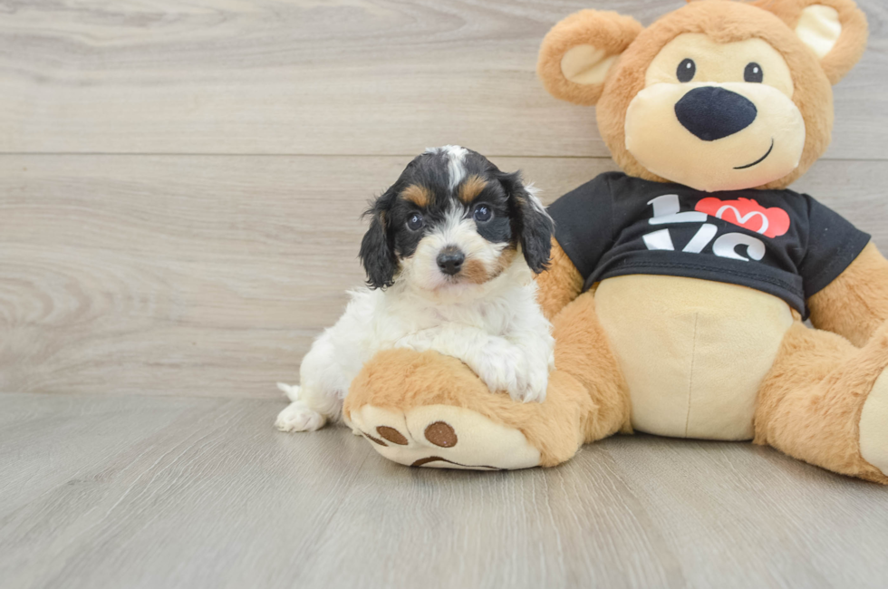 7 week old Cavapoo Puppy For Sale - Seaside Pups