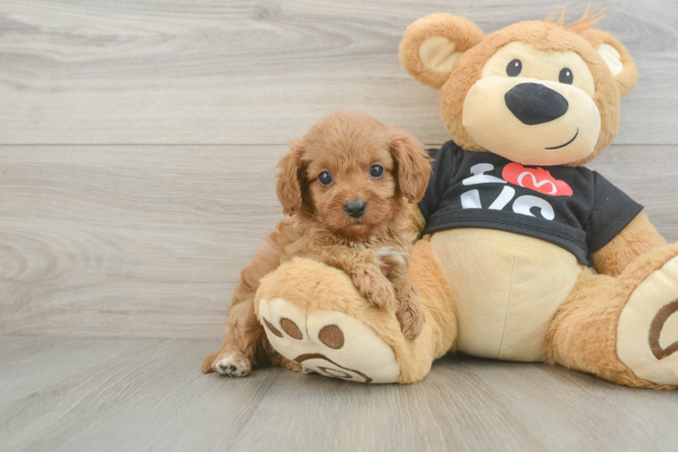 Funny Cavapoo Poodle Mix Pup