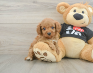 9 week old Cavapoo Puppy For Sale - Seaside Pups