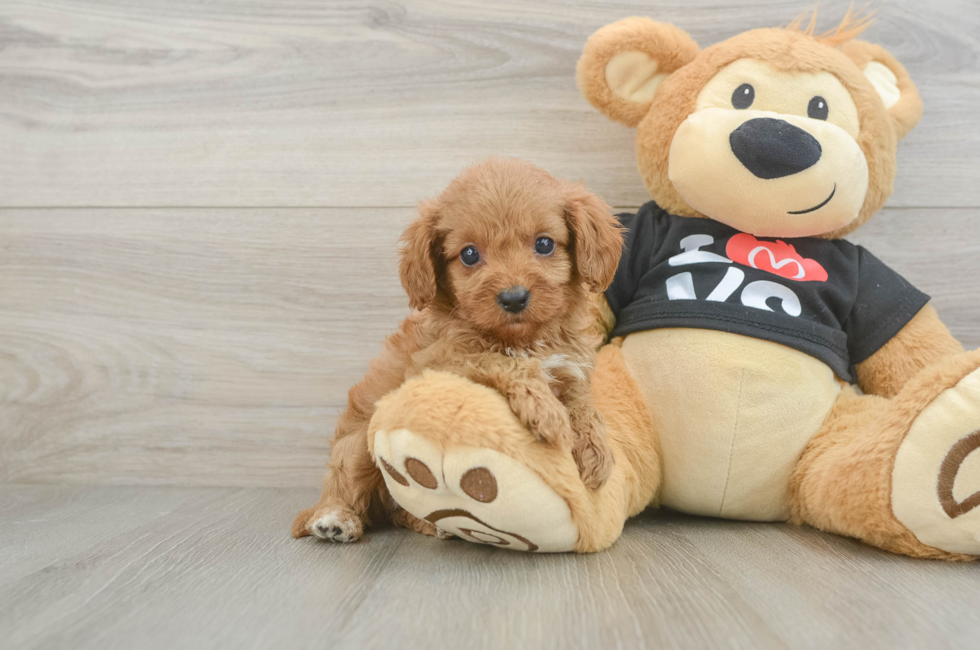 7 week old Cavapoo Puppy For Sale - Seaside Pups