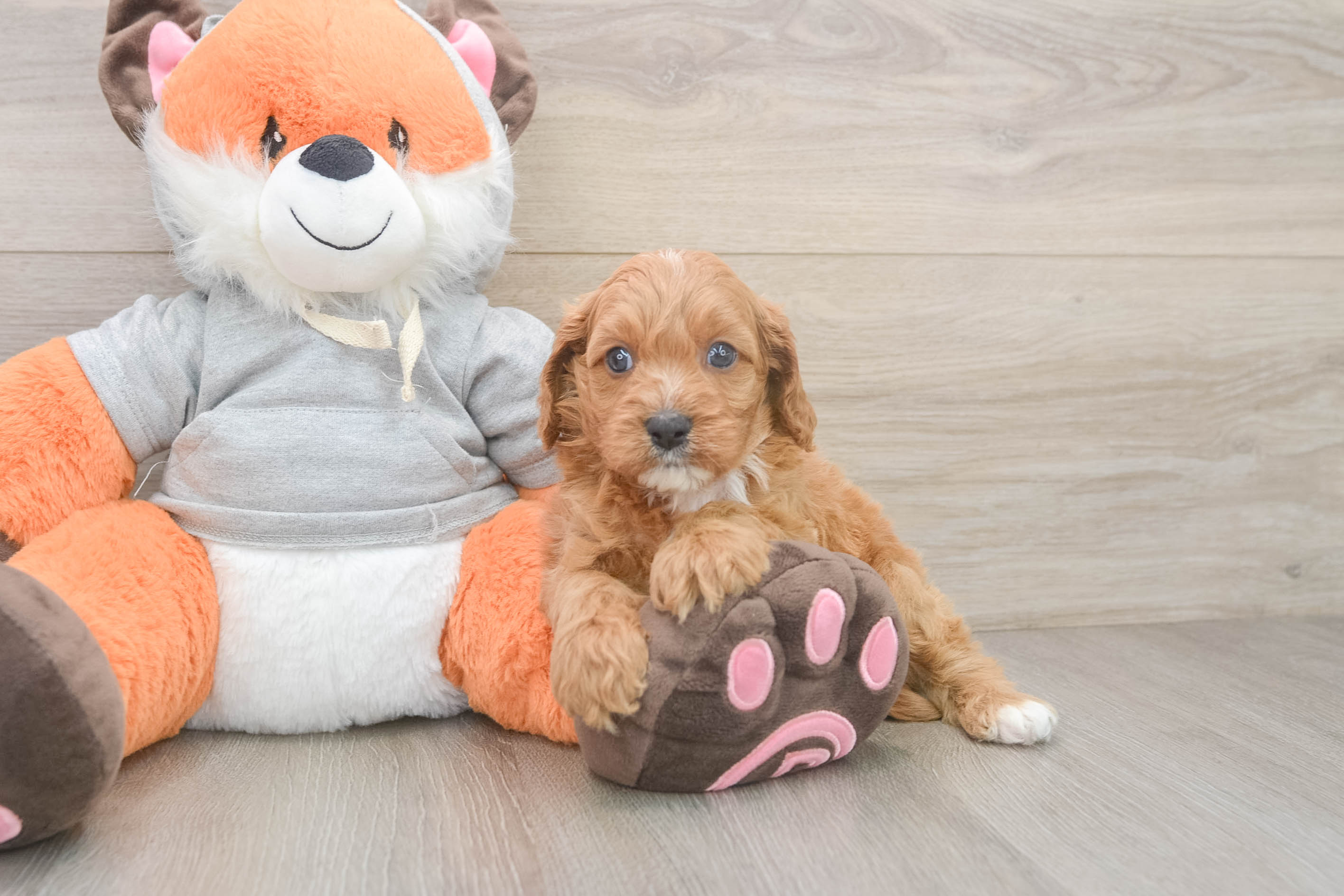 Best Cavapoo Baby