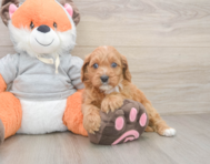 8 week old Cavapoo Puppy For Sale - Seaside Pups