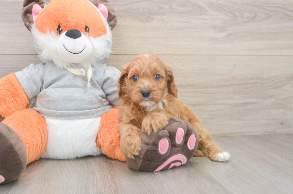 5 week old Cavapoo Puppy For Sale - Seaside Pups