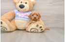 Best Cavapoo Baby
