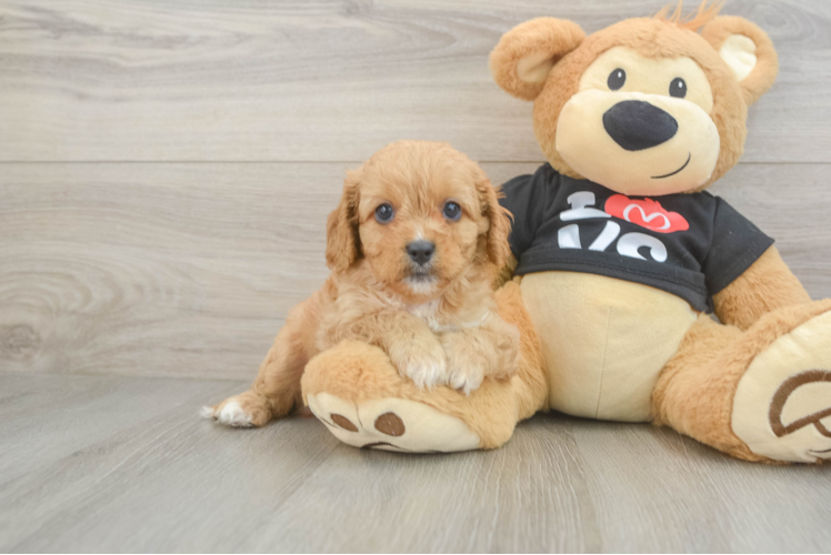 Cavapoo Puppy for Adoption