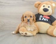 9 week old Cavapoo Puppy For Sale - Seaside Pups